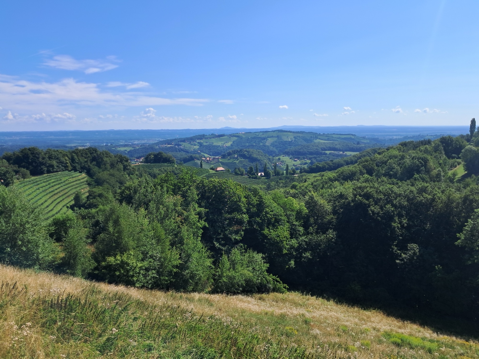 Fernsicht über Weingärten